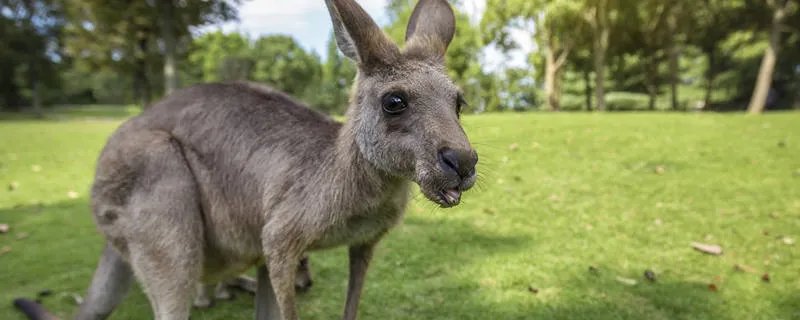 袋鼠是左撇子还是右撇子 一般袋鼠是左撇子还是右撇子
