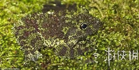 巨蛇伪装成莲蓬头吓死宝宝了！动物界的15大