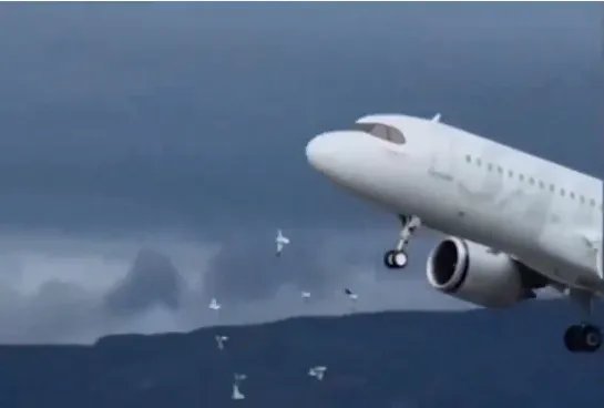 海鸥被吸入挪威客机瞬间蒸发！只剩一阵烟和羽毛