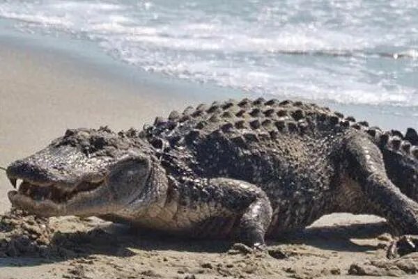 世界体型最大的十大鳄鱼，美洲鳄上榜，第二是世界最大的爬行动物