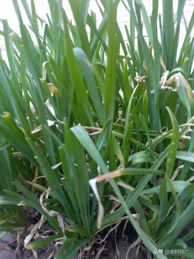 美国农村人会像中国部分农村人一样向往城市吗？