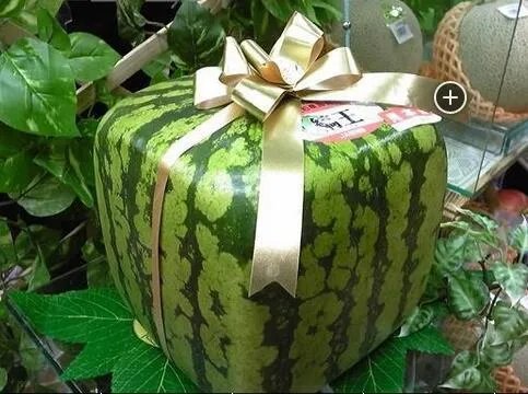 湖北现奇葩西瓜，这是什么品种？为什么会这样呢？