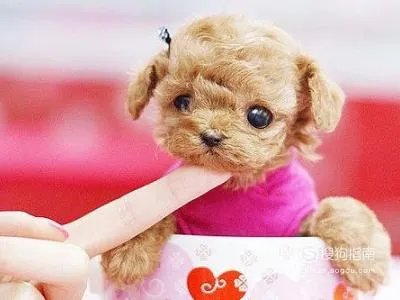 茶杯狗好养吗，饲养茶杯犬的经验