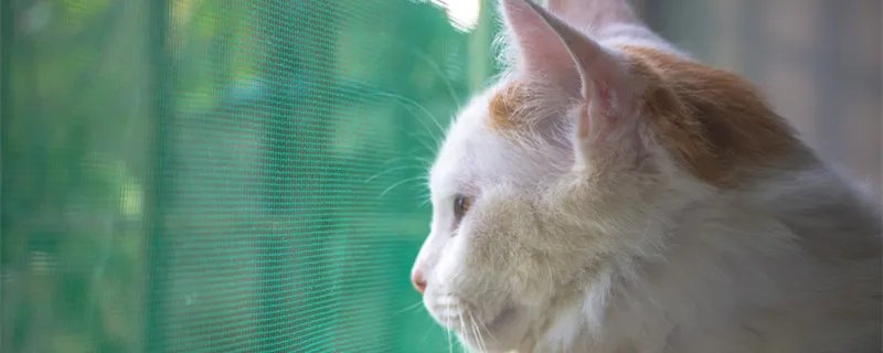 FISH4DOGS是哪个国家的品牌 FISH4DOGS是什么国家的品牌