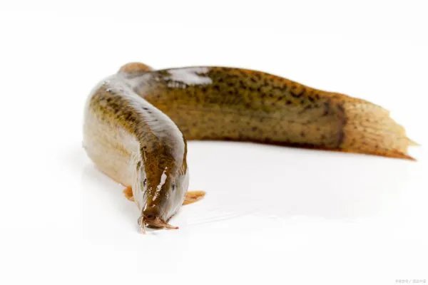 红狼牙鰕虎鱼能吃吗？红狼牙鰕虎鱼如何繁殖呢？生长习性是什么样子的？