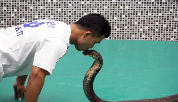 女人梦见蛇是什么征兆  周公解梦女人梦见蛇是什么征兆