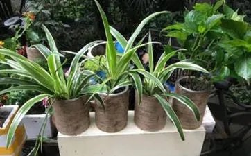 2022年中伏是几月几号 三伏天什么时候结束