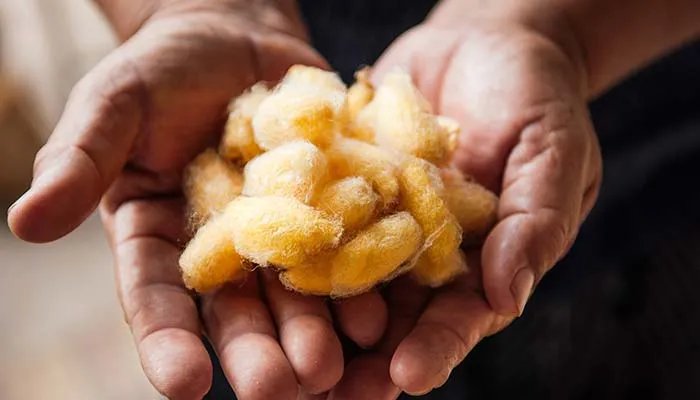 什么是彩色蚕茧 彩色蚕茧是什么