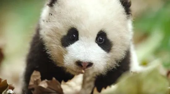 萌翻了!大熊猫与妹子合影居然会自己找角度