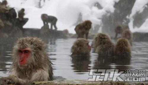 日本猴子边泡温泉边玩手机 网友笑称活得不如猴