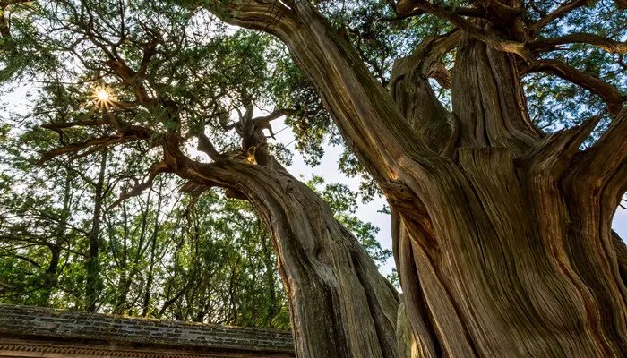 降龙木是什么木 降龙木是什么木头