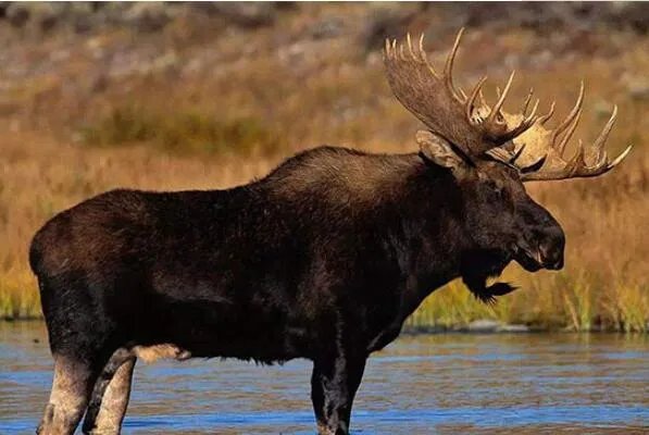 世界十大最高的哺乳动物排名 河马仅第十,长颈鹿