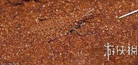 巨蛇伪装成莲蓬头吓死宝宝了！动物界的15大