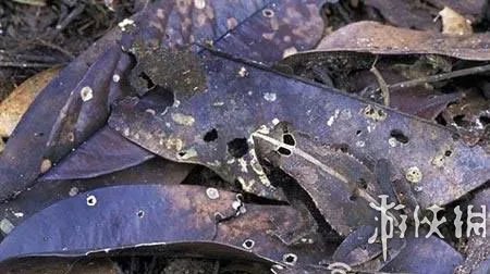 巨蛇伪装成莲蓬头吓死宝宝了！动物界的15大