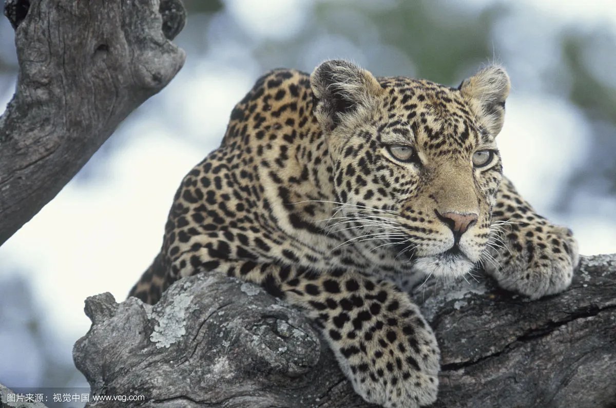 桑给巴尔豹有多大多厉害长得太狰狞了图 还好灭绝了不然人类惨了