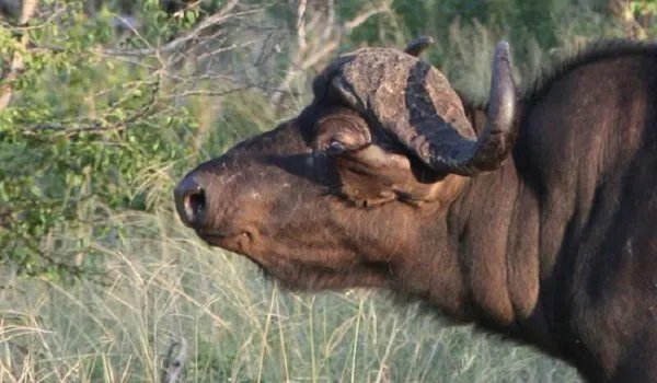 水牛单挑7头狮子 结局一幕让人瞠目结舌（组图）