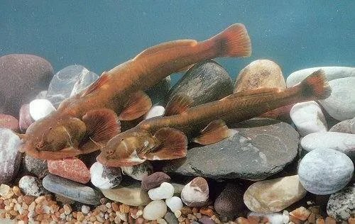 新物种鱼“壶瓶山鮡”系又一神兽 壶瓶山鮡究竟是什么生物