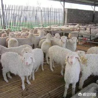 为何纯种小尾寒羊少了呢？