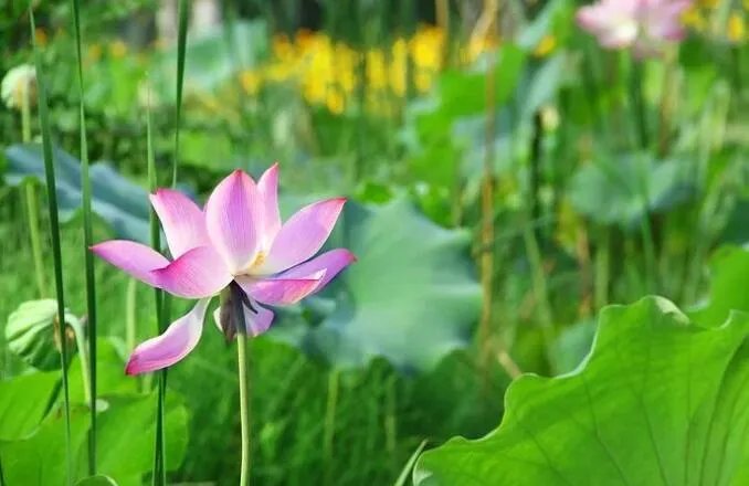 2020年哪天入伏共几个伏 什么时候三伏天开始2020