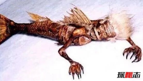 美人鱼的图片大全，美人鱼真身吓人图片(胆小勿入)