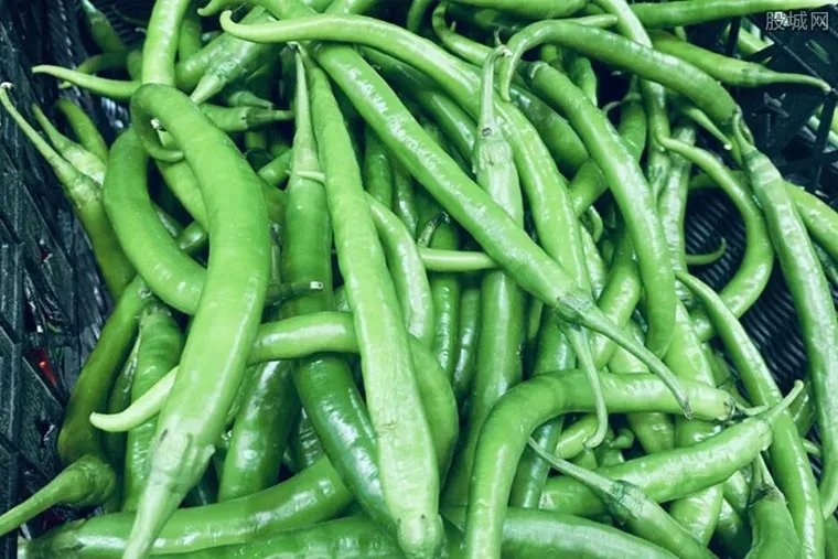 辣椒价格持续上涨 最高涨到25元一斤