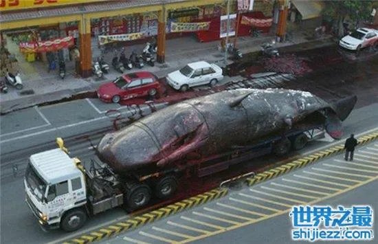 巨头鲸爆炸毫无预兆，居然在死后尸体自然爆炸 