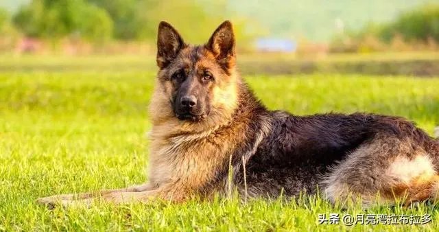 2019年德国牧羊犬幼犬价格多少钱？为什么？如何养？
