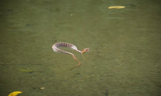 女人梦见蛇是什么征兆  周公解梦女人梦见蛇是什么征兆