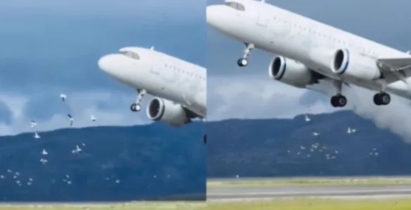 海鸥被吸入挪威客机瞬间蒸发！只剩一阵烟和羽毛