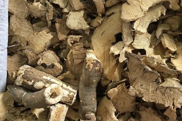 石钻子草药图片