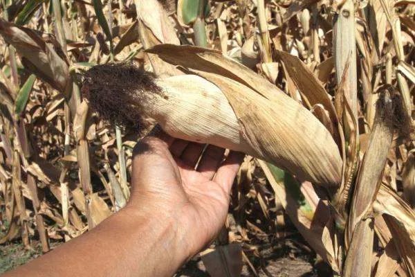 危险热浪再袭美国西南部，专家预计洛杉矶气温高达44度，怎么会这么热？