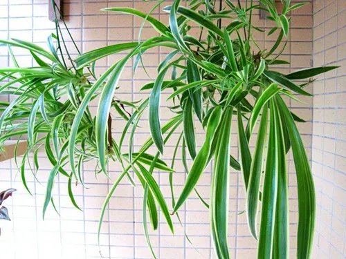 装修完的房子放什么植物好