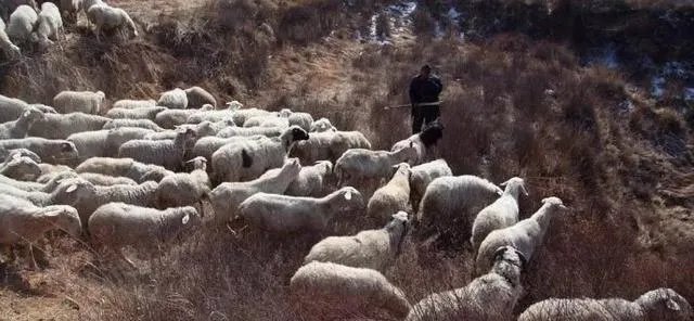 未来中国养殖业会是怎么样的？