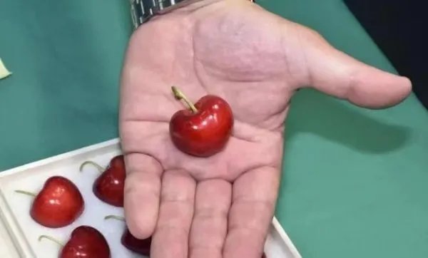 日本的“天价樱桃”2000元一颗,为什么这么贵?