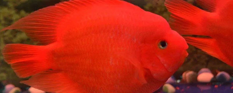 哪一种神奇的鱼能在陆地上生活还能爬树 什么鱼可以爬树