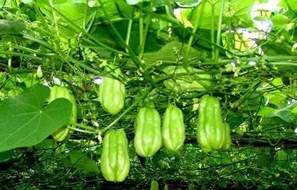 蔬菜产地证明样本