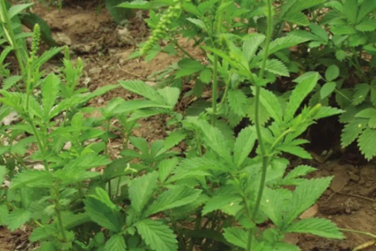 毛将军草药图片