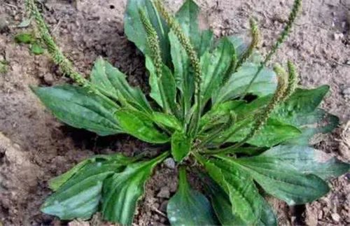 车前草籽的功效 车前草具体服用方法