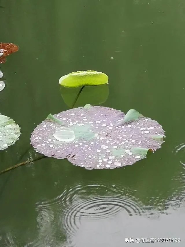 张医生吸救人飞机的看法