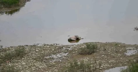 河里现不明物是什么？