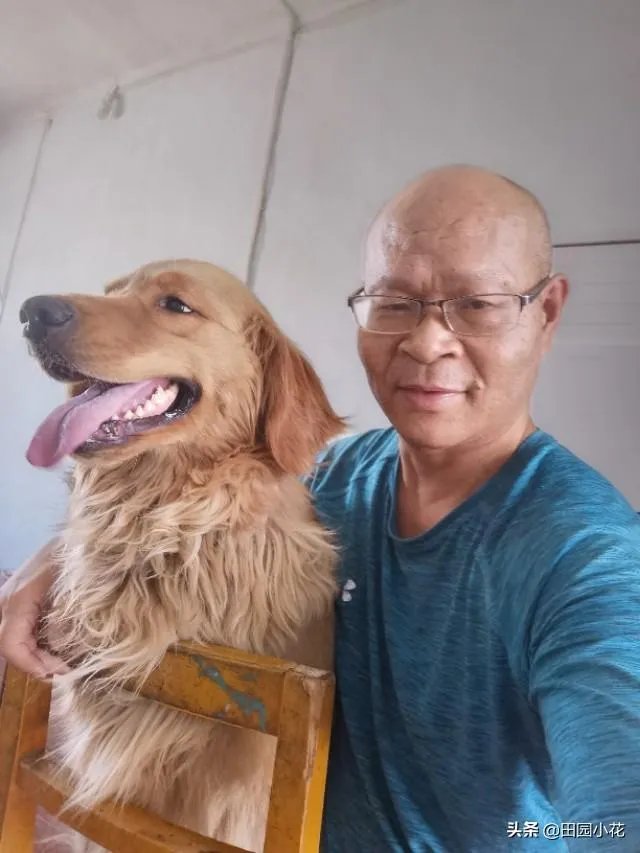 狗真的会在危险时刻保护人吗？