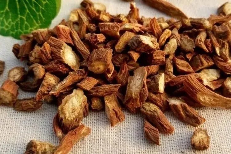 丹参是什么样子