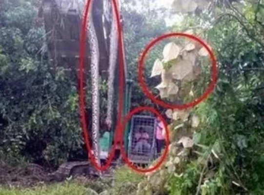 桂平挖蛇事件是真的吗?是真是假揭晓（图）