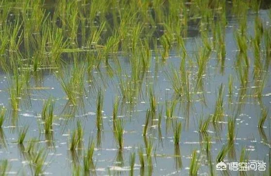 现在主要哪个地区种植稻谷？何时播种？一亩产量是多少？