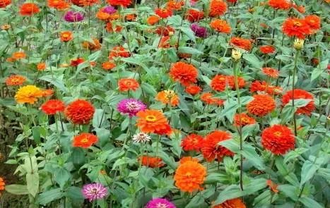 描写剪秋罗的拟人句子