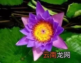 最美的35种水生植物花卉，好美！