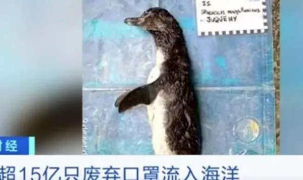 去年超15亿只废弃口罩流入海洋，给海洋生物造成了怎样的毁灭性伤害？