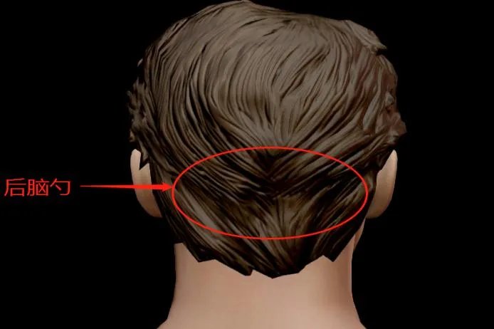 正常的后脑勺图片