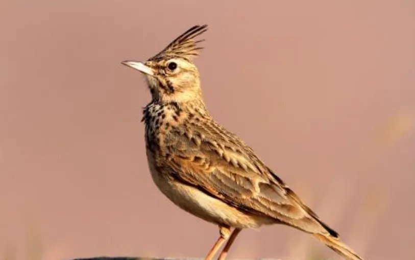 无杂音百灵鸟十三口是什么意思？