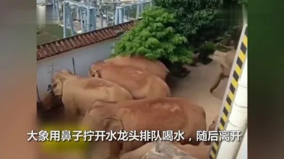 云南象群进村民家拧开水龙头喝水 不关水龙头引热议